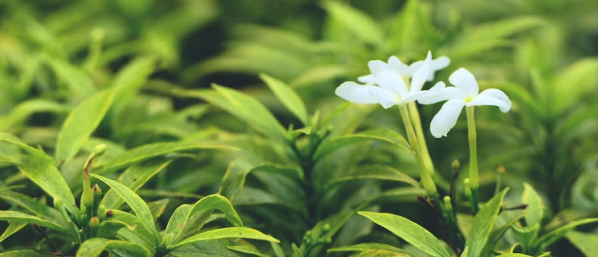 5 benefits of Jasmine tea during the menopause